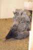 DSC_0047_28Medium29.JPG