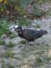 IMG_0111_small4.jpg