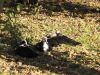 IMG_0118_small1.jpg