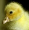Gosling-5th-may-2013-1.jpg