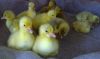 Filnavn=Goslings-5th-May-2013-7.jpg
Filstørrelse=67KiB
Dimensioner=1024x609
Dato for tilføjelse=%05 %508, %2013 Goslings-5th-May-2013-7.jpg