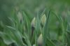 tulipaner_2011.JPG