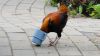 DSC01252.JPG