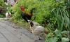 DSC01256.JPG