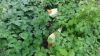 DSC01265.JPG