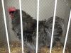 IMG_20130112_164055.jpg