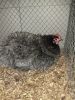 IMG_20130112_164224.jpg