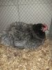 IMG_20130112_164228.jpg