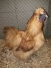 IMG_20130112_164541.jpg