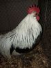 IMG_20130112_164954.jpg
