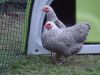 The_hens_006.JPG
