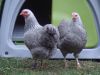 The_hens_012.JPG