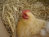 Chiks_010_1.JPG