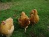 Chiks_011_1.JPG