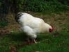 Chiks_012_1.JPG