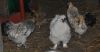 DSC_0082.JPG