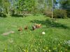 Filnavn=DSC01349.JPG
Filstørrelse=260KiB
Dimensioner=1024x768
Dato for tilføjelse=%13 %915, %2011 DSC01349.JPG