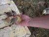 handfodringzebra.JPG