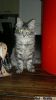 main_coon_storm_jr.jpg