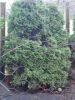 DSC09067.JPG