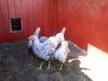 3-8-2011_006.JPG