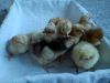 DSC00270.JPG