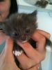 Kattene_013~0.jpg