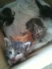 Kattene_014.jpg