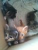 Kattene_016.jpg