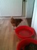 Kattene_017.jpg