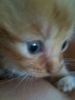 Kattene_026.jpg