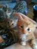 Kattene_028.jpg