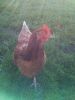 Sommer_2011_006.jpg