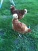 Sommer_2011_030.jpg