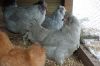 Filnavn=EngAraucana-0058.jpg
Filstørrelse=101KiB
Dimensioner=1024x680
Dato for tilføjelse=%29 %614, %2012 EngAraucana-0058.jpg