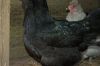 Filnavn=EngAraucana-0063.jpg
Filstørrelse=78KiB
Dimensioner=1024x680
Dato for tilføjelse=%29 %616, %2012 EngAraucana-0063.jpg