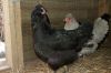 Filnavn=EngAraucana-0064.jpg
Filstørrelse=121KiB
Dimensioner=1024x680
Dato for tilføjelse=%29 %616, %2012 EngAraucana-0064.jpg