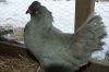 EngAraucana-0067.jpg