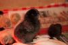 UKAraucana-4~0.jpg
