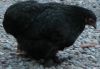 DSCN2513.jpg