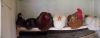 Yasmin2C_24_9_015.JPG
