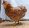 02C1_Araucana_-_Bla-guld28Bla_hvedefarvet29_96_p__Soren_Lund.jpg