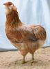 Filnavn=02C1_Araucana_-_Bla-guld28Bla_hvedefarvet29_96_p__Soren_Lund_2.jpg
Filstørrelse=79KiB
Dimensioner=418x568
Dato for tilføjelse=%29 %071, %2012 02C1_Araucana_-_Bla-guld28Bla_hvedefarvet29_96_p__Soren_Lund_2.jpg