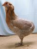 Filnavn=02C1_Araucana_-_Bla-guld_91_p__Soren_Lund.jpg
Filstørrelse=73KiB
Dimensioner=412x532
Dato for tilføjelse=%29 %071, %2012 02C1_Araucana_-_Bla-guld_91_p__Soren_Lund.jpg