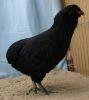 Filnavn=02C1_Araucana_-_Sort_93_p__Soren_Lund.jpg
Filstørrelse=68KiB
Dimensioner=421x468
Dato for tilføjelse=%29 %071, %2012 02C1_Araucana_-_Sort_93_p__Soren_Lund.jpg