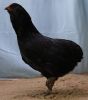 Filnavn=02C1_Araucana_-_Sort_93_p__Soren_Lund_2.jpg
Filstørrelse=66KiB
Dimensioner=421x474
Dato for tilføjelse=%29 %071, %2012 02C1_Araucana_-_Sort_93_p__Soren_Lund_2.jpg