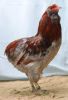Filnavn=12C0_Araucana_-_Bla-guld_95_p__Soren_Lund.jpg
Filstørrelse=80KiB
Dimensioner=416x603
Dato for tilføjelse=%29 %072, %2012 12C0_Araucana_-_Bla-guld_95_p__Soren_Lund.jpg