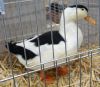 Filnavn=Altrheiner_elsterenten28Magpie_enten29_-_Skadetegnet_sort_andrik_94_p_.jpg
Filstørrelse=88KiB
Dimensioner=612x533
Dato for tilføjelse=%03 %670, %2013 Altrheiner_elsterenten28Magpie_enten29_-_Skadetegnet_sort_andrik_94_p_.jpg