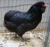 Filnavn=Araucana_-_Sort_hone_96p_.jpg
Filstørrelse=104KiB
Dimensioner=684x641
Dato for tilføjelse=%03 %671, %2013 Araucana_-_Sort_hone_96p_.jpg
