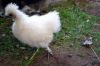 29_juli_2011_28229.JPG